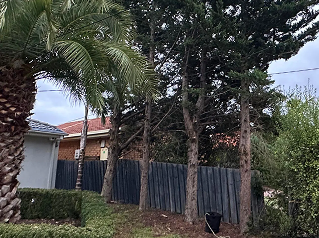 Before tree removal, Melbourne job #1