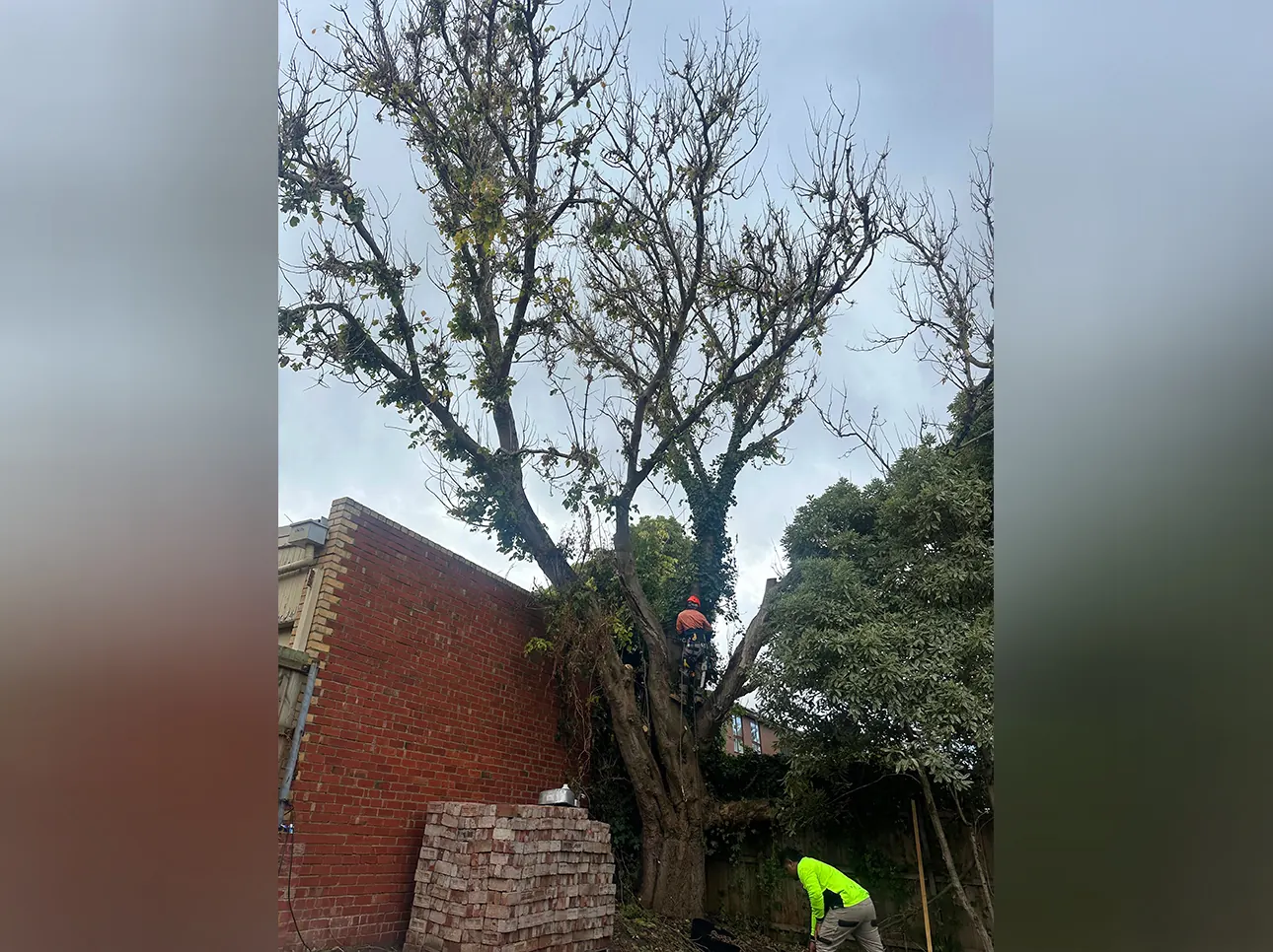 Before tree removal, Melbourne job #2