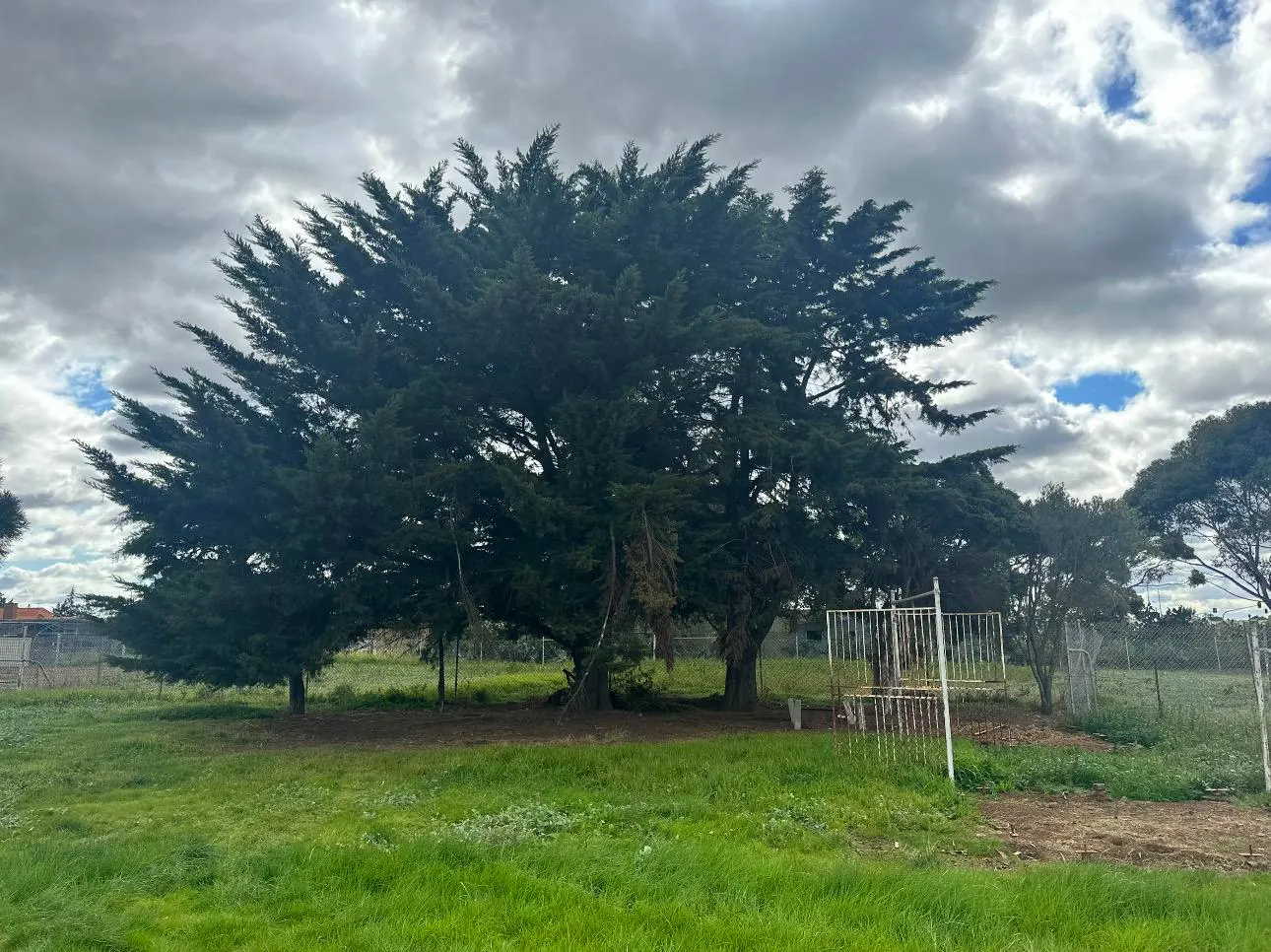 Before tree removal, Melbourne job #3