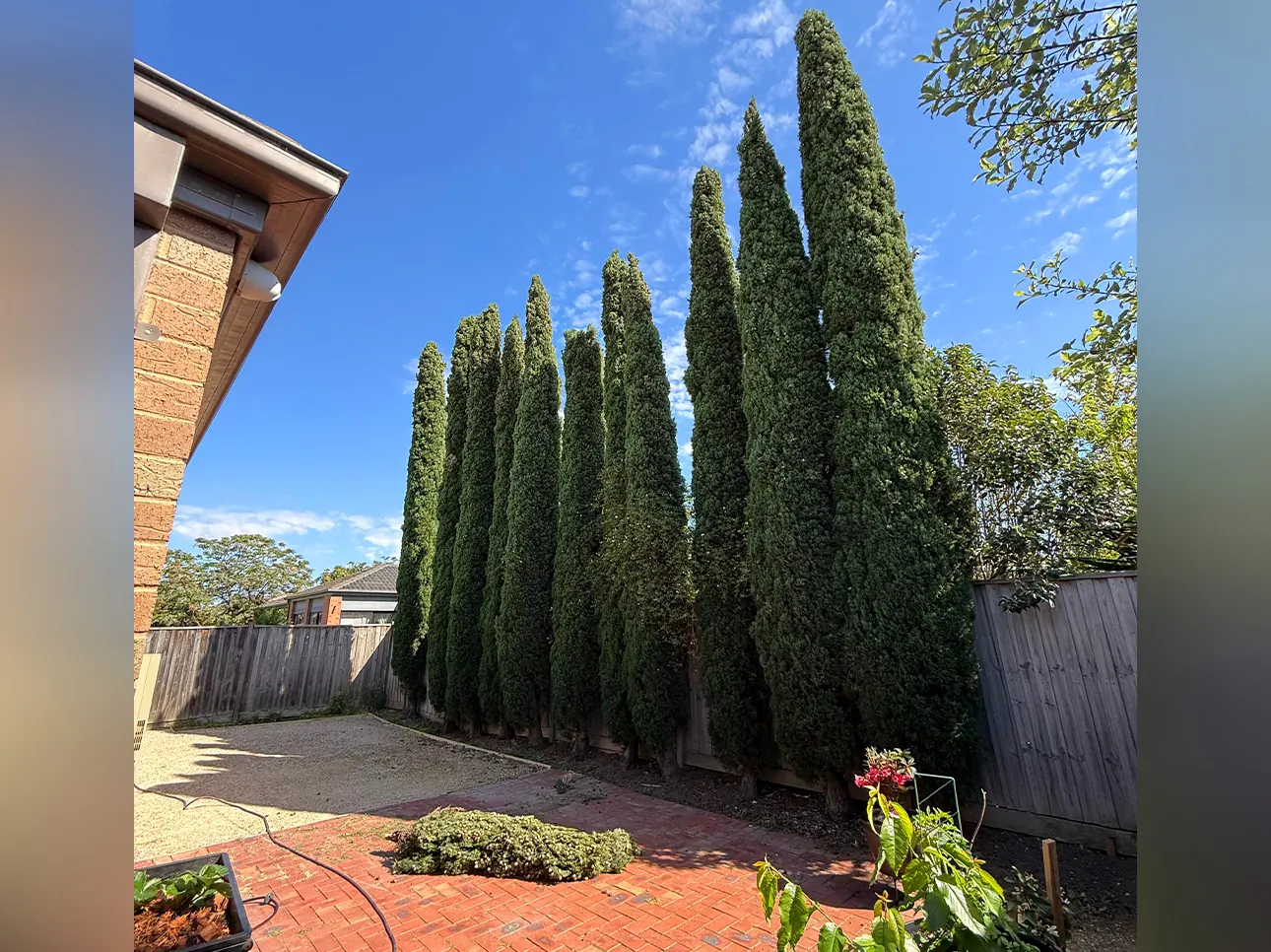 Before tree removal, Melbourne job #4