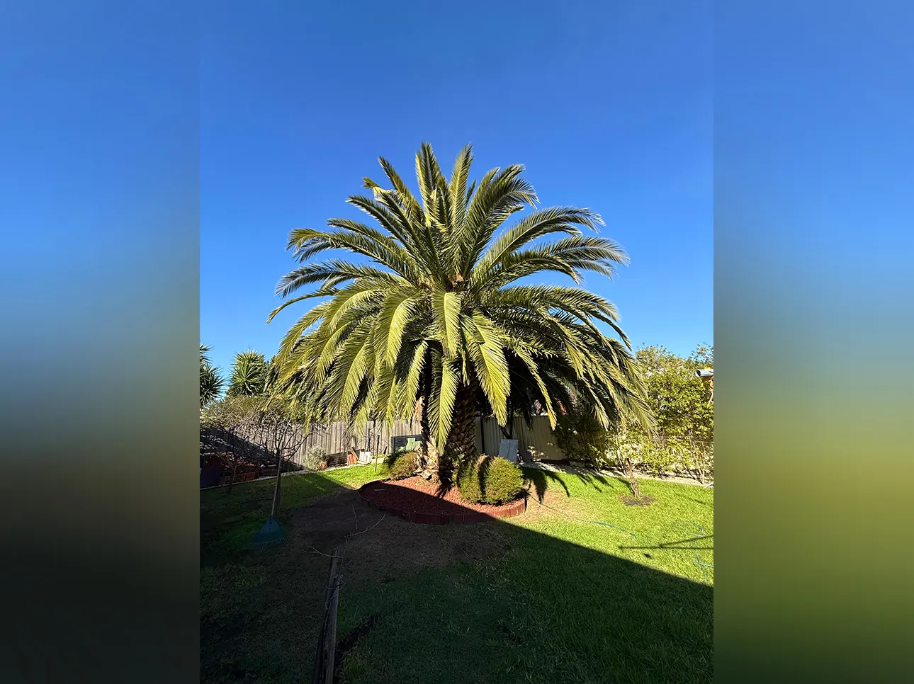 Before tree removal, Melbourne job #5