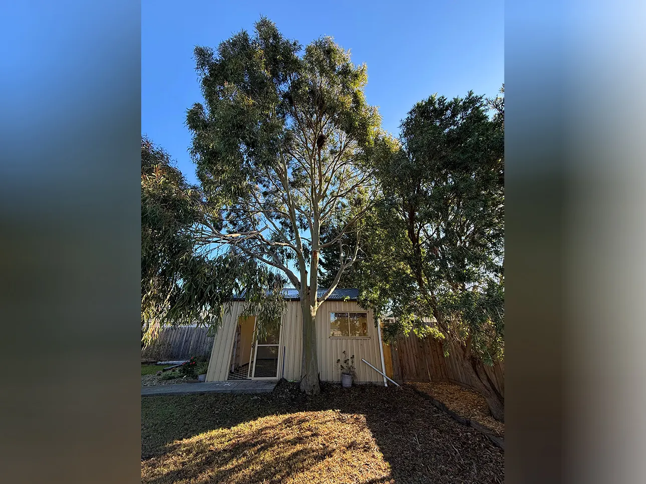 Before tree removal, Melbourne job #6