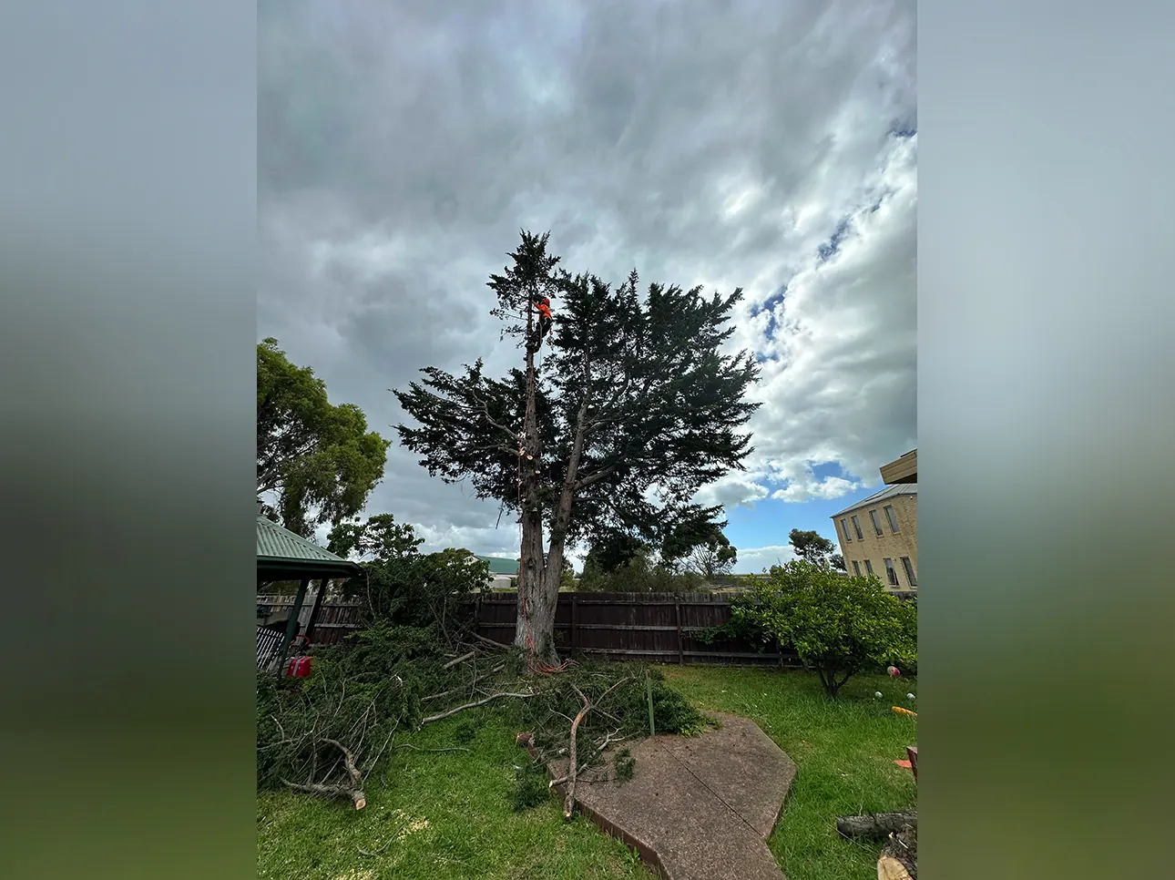 Before tree removal, Melbourne job #7