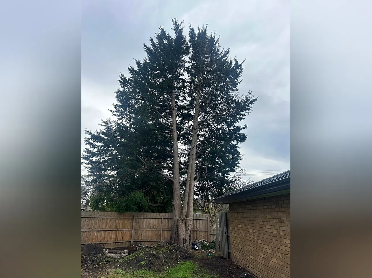 Before tree removal, Melbourne job #8